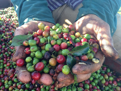 Robusta vagy arabica kávé szüret Dél-Amerikában.
Pixabay
