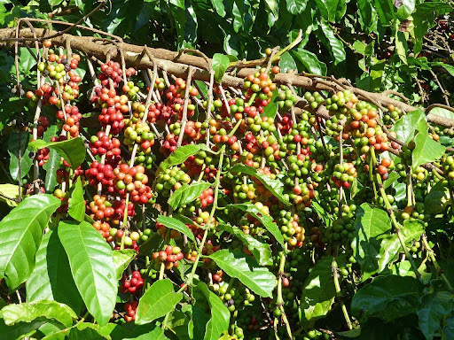 Robusta kávécserje: az arabica kávéhoz képest bőtermő.