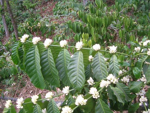 A robusta kávécserje évente minimum kétszer, de akár nyolcszor is virágzik. - wikipédia